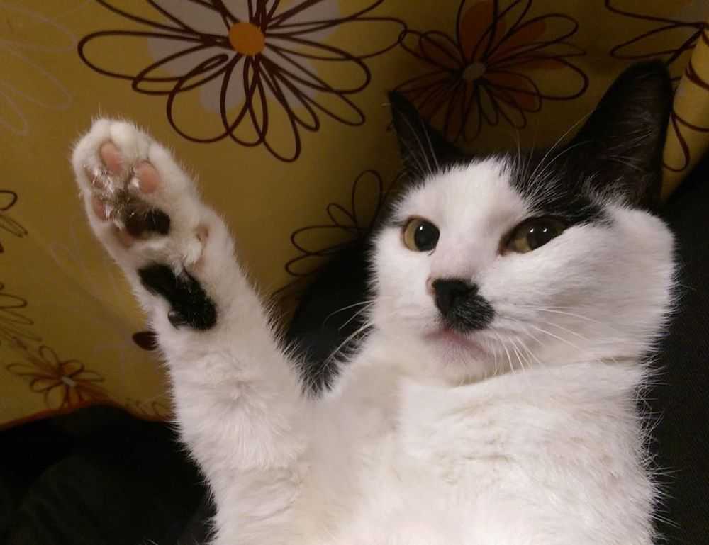 colour in food s-40533e1(exw)