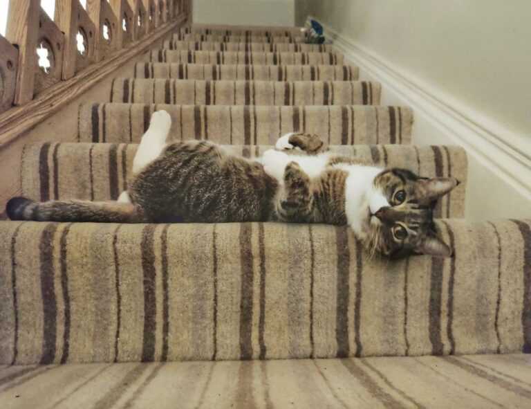 download eve2876 online