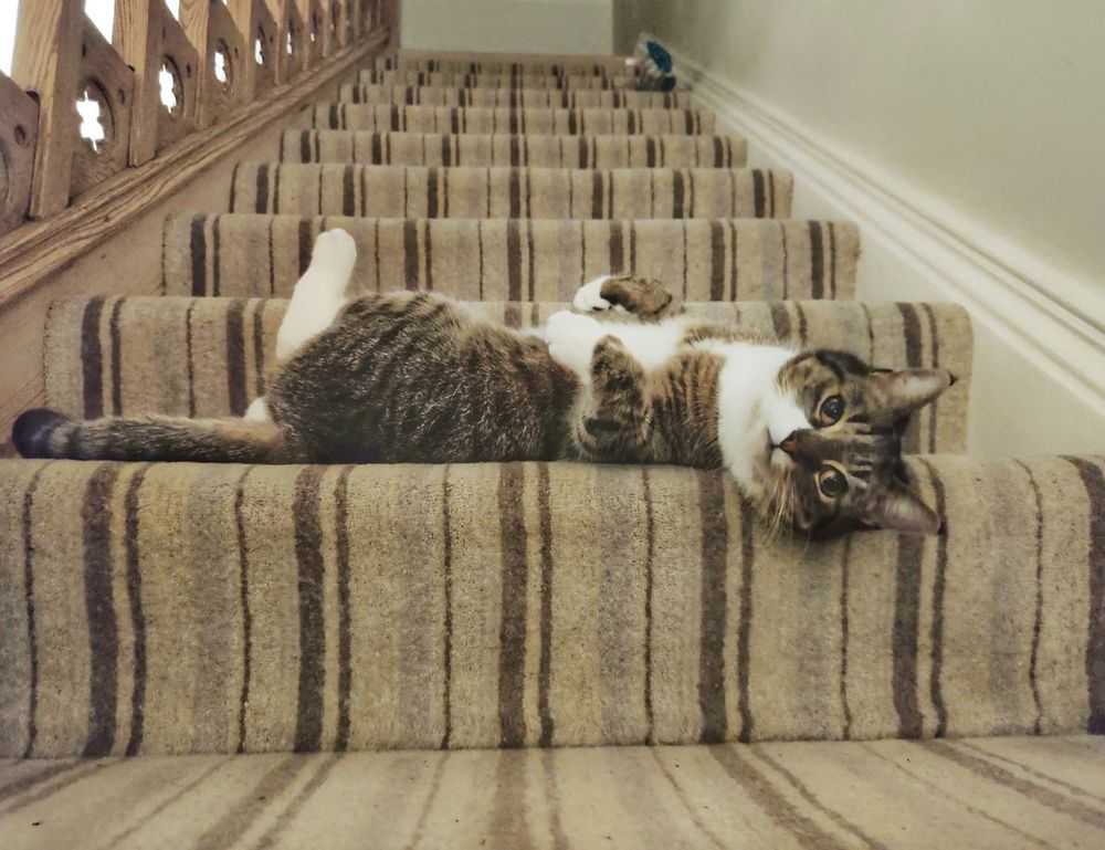 download eve2876 online